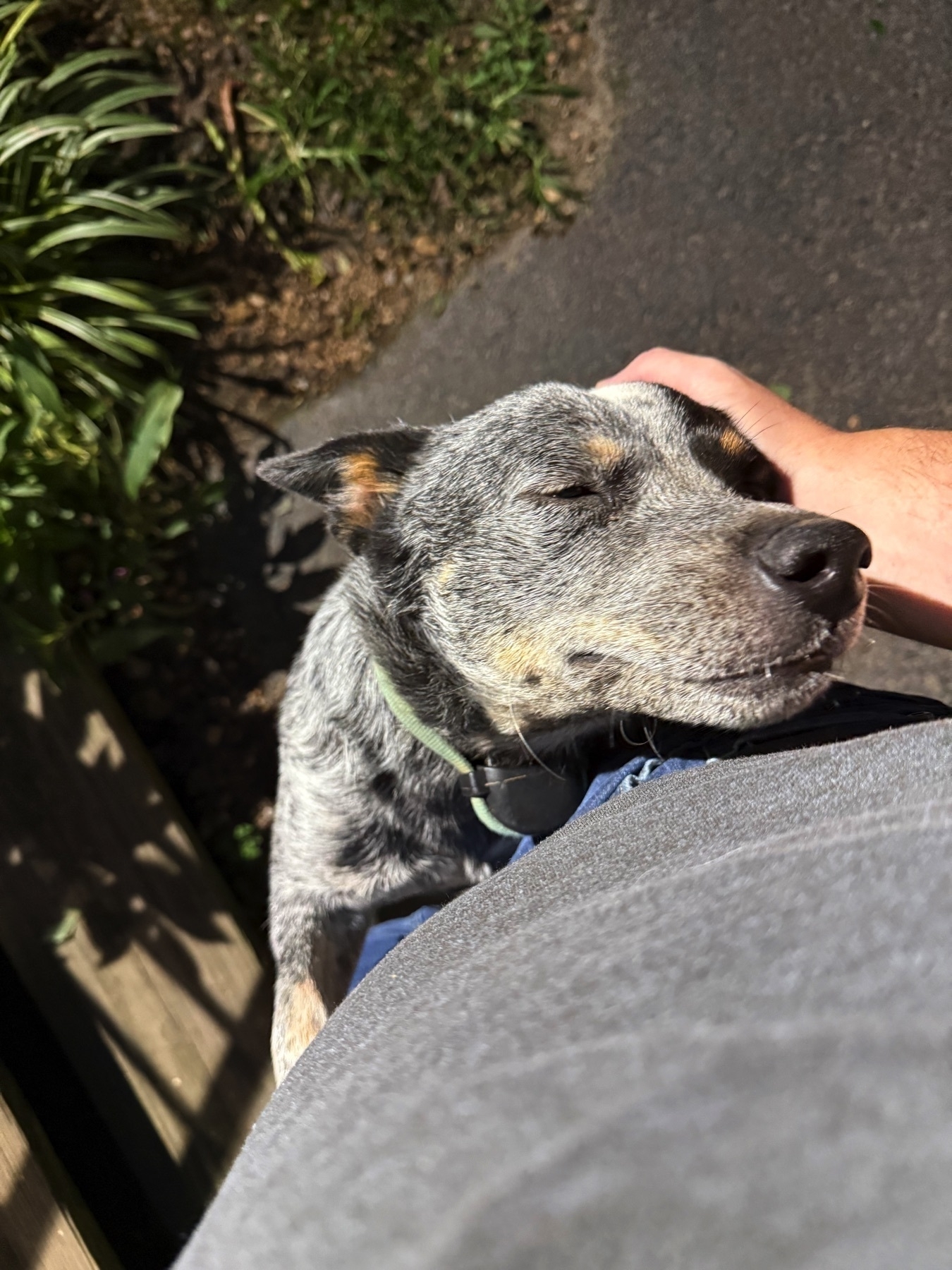 A blue heeler is happily resting its head against a person's leg while being petted.