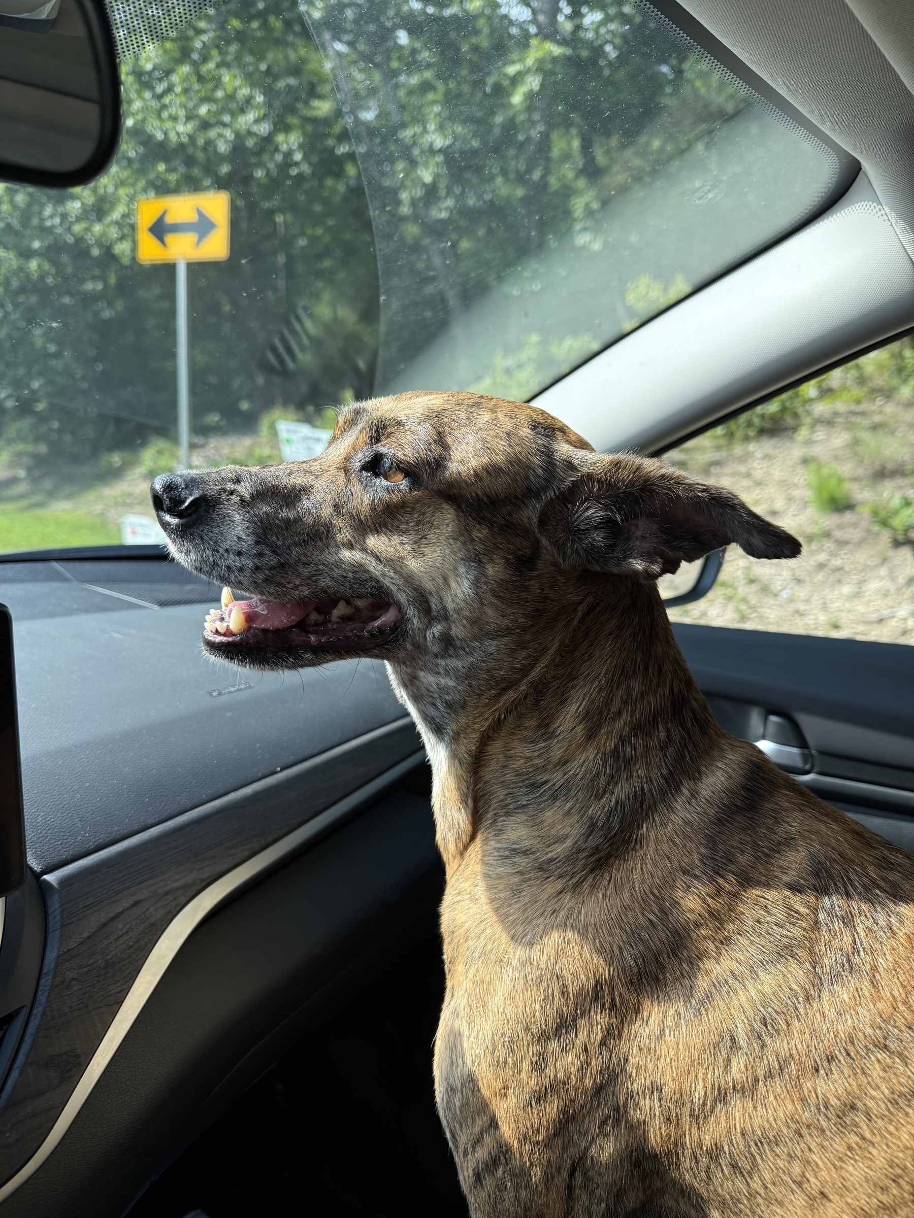 Brindle whippet mix smiling in the front seat of a car. 