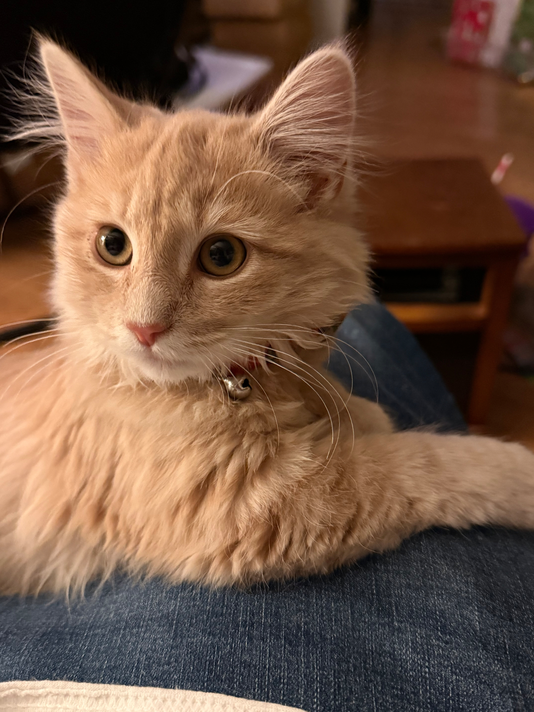A fluffy orange cat with a bell collar is resting on someone's lap, looking alert to the surroundings.